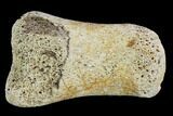 Bargain, Hadrosaur Finger Bone - Alberta (Disposition #-) #95178-1